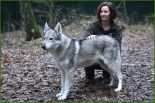 002 Wie Sieht Der Aktuelle Lebenslauf Aus Der Hund Sieht Aus Wie Ein Wolf Wolfhunde sorgen Für
