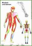 003 Lebenslauf Kopiervorlage Muskeln Und Sehnen Der Körper Des Menschen