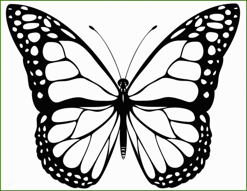 Singular Schmetterling Vorlage Zum Ausdrucken 1600x1240