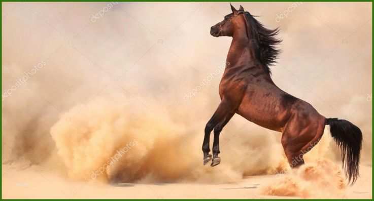 Gutschein Reiten Vorlage Stock Photo Arabian Horse Running Out Of The Desert Storm